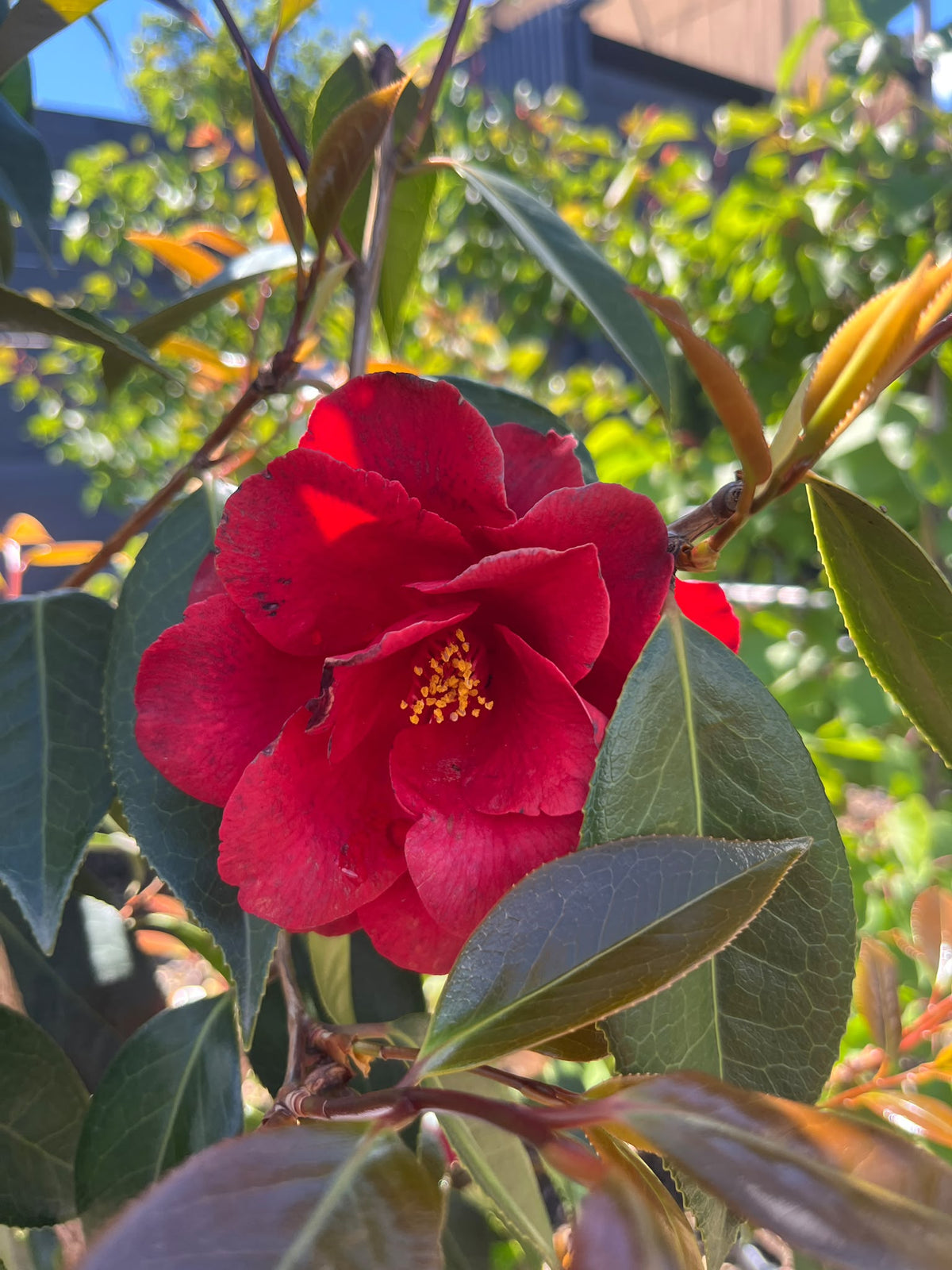 PL0194 Japanese Camellia, Common Camellia, Camellia japonica Royal Velvet, 山茶, 40 cm Pot
