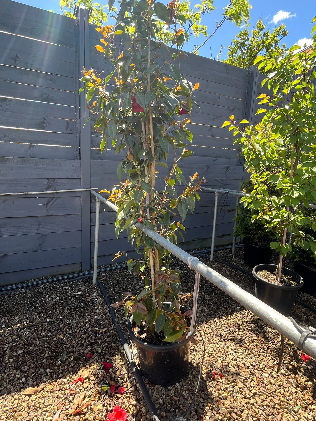 PL0194 Japanese Camellia, Common Camellia, Camellia japonica Royal Velvet, 山茶, 40 cm Pot
