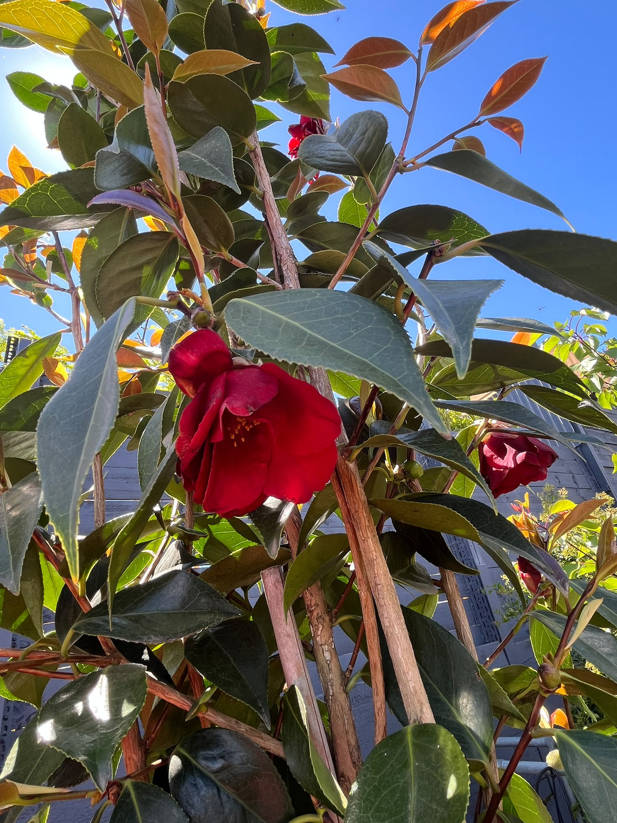 PL0194 Japanese Camellia, Common Camellia, Camellia japonica Royal Velvet, 山茶, 40 cm Pot
