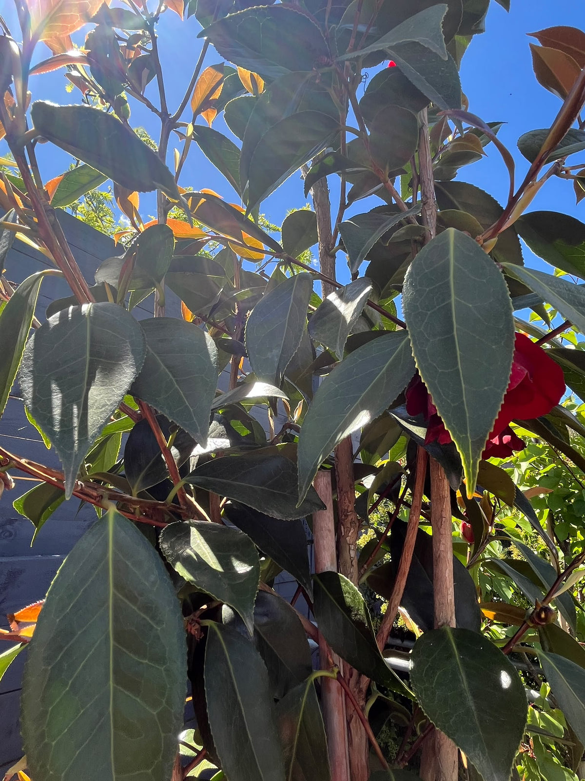 PL0194 Japanese Camellia, Common Camellia, Camellia japonica Royal Velvet, 山茶, 40 cm Pot