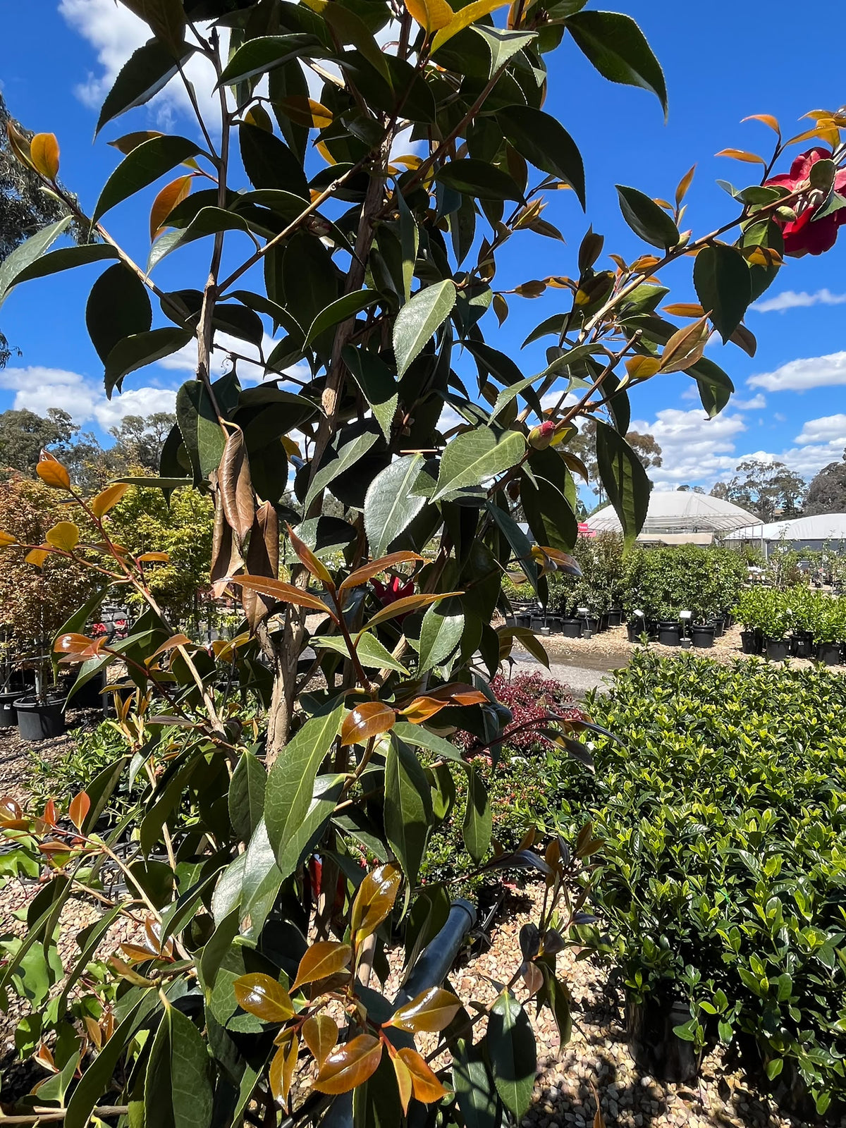 PL0194 Japanese Camellia, Common Camellia, Camellia japonica Royal Velvet, 山茶, 40 cm Pot