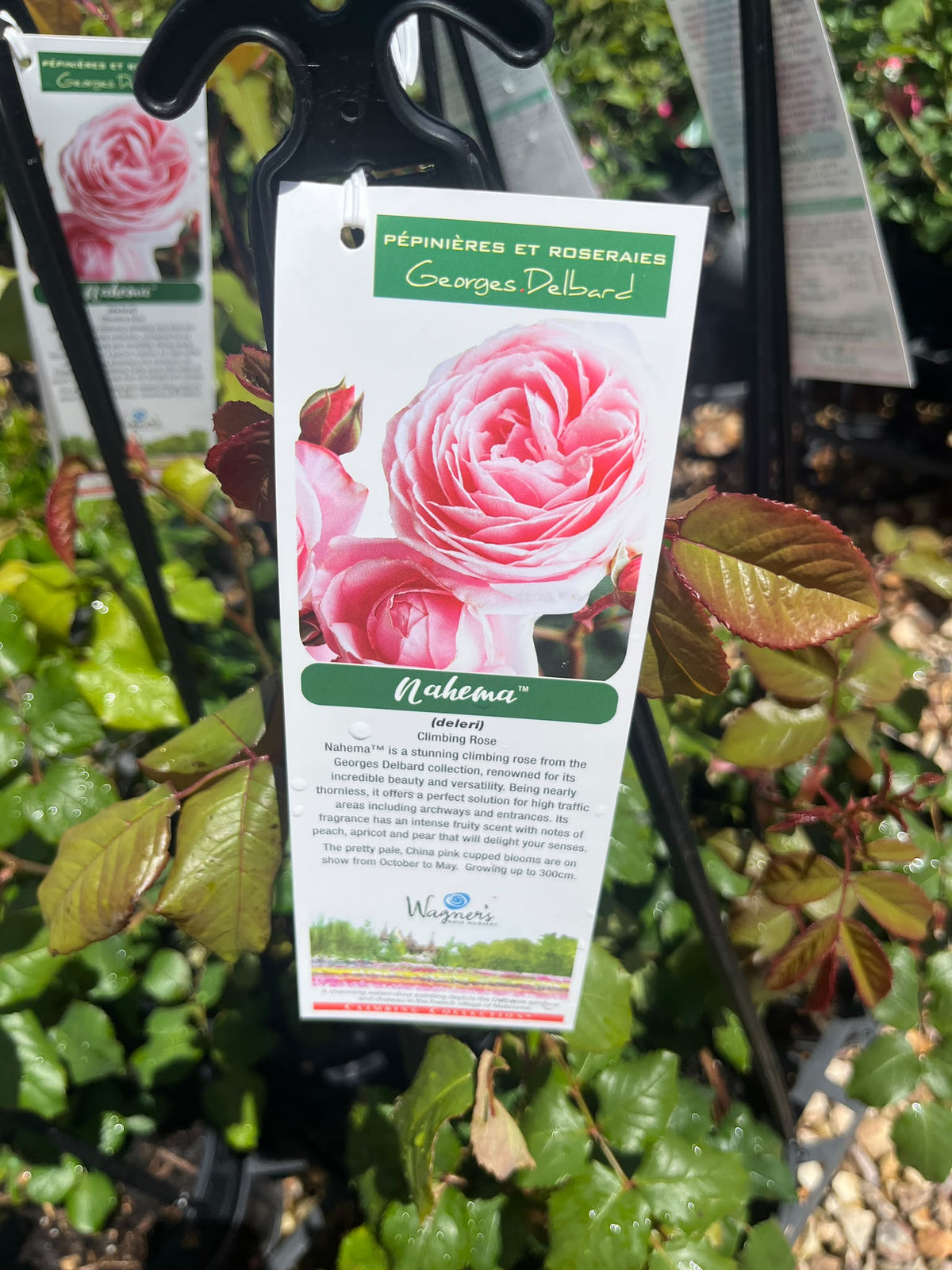 PL0195 Delbard Rose, Climbling Collection, Rosa Nahema, 藤本月季, 20 cm Pot