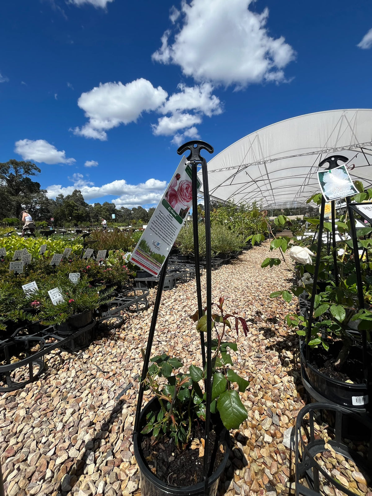 PL0195 Delbard Rose, Climbling Collection, Rosa Nahema, 藤本月季, 20 cm Pot