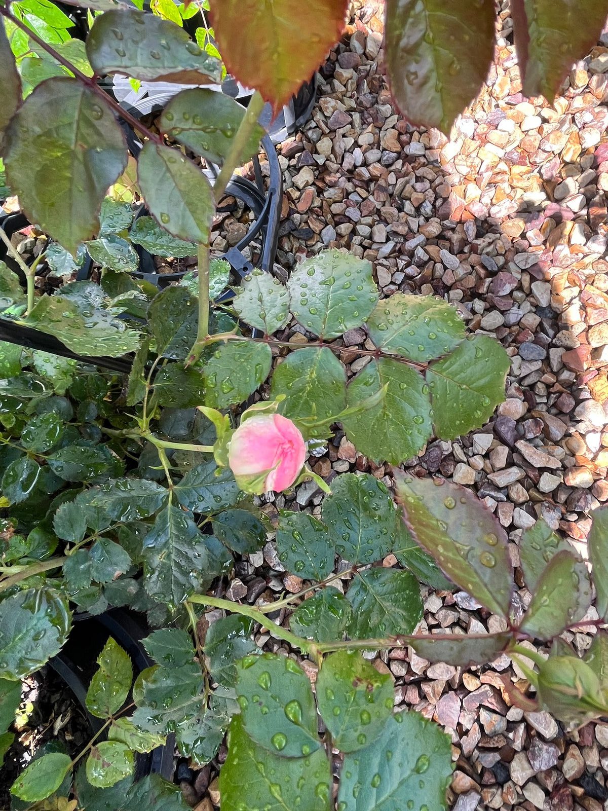 PL0195 Delbard Rose, Climbling Collection, Rosa Nahema, 藤本月季, 20 cm Pot