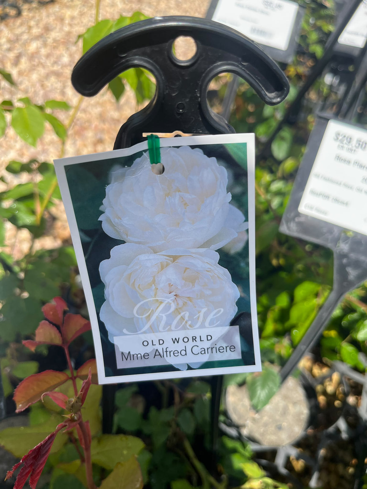 PL0196 Heritage Rose, Climbing Rose, Rosa Madame Alfred Carriere, 藤本月季, 20 cm Pot