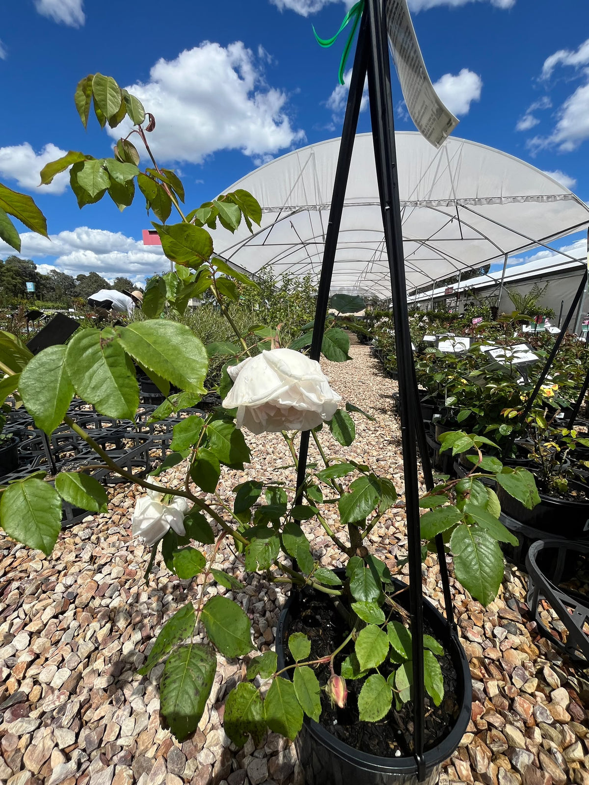 PL0196 Heritage Rose, Climbing Rose, Rosa Madame Alfred Carriere, 藤本月季, 20 cm Pot
