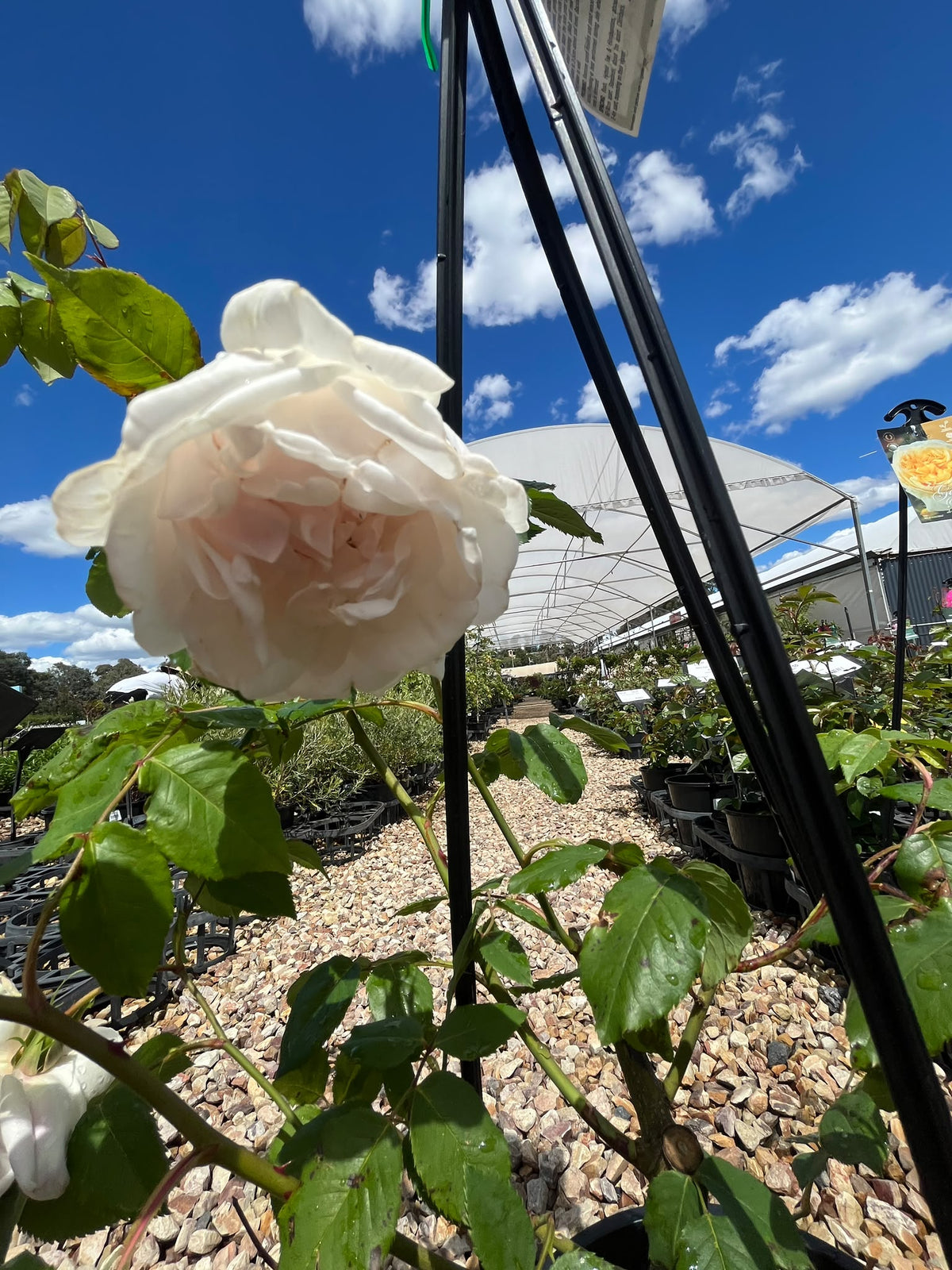 PL0196 Heritage Rose, Climbing Rose, Rosa Madame Alfred Carriere, 藤本月季, 20 cm Pot