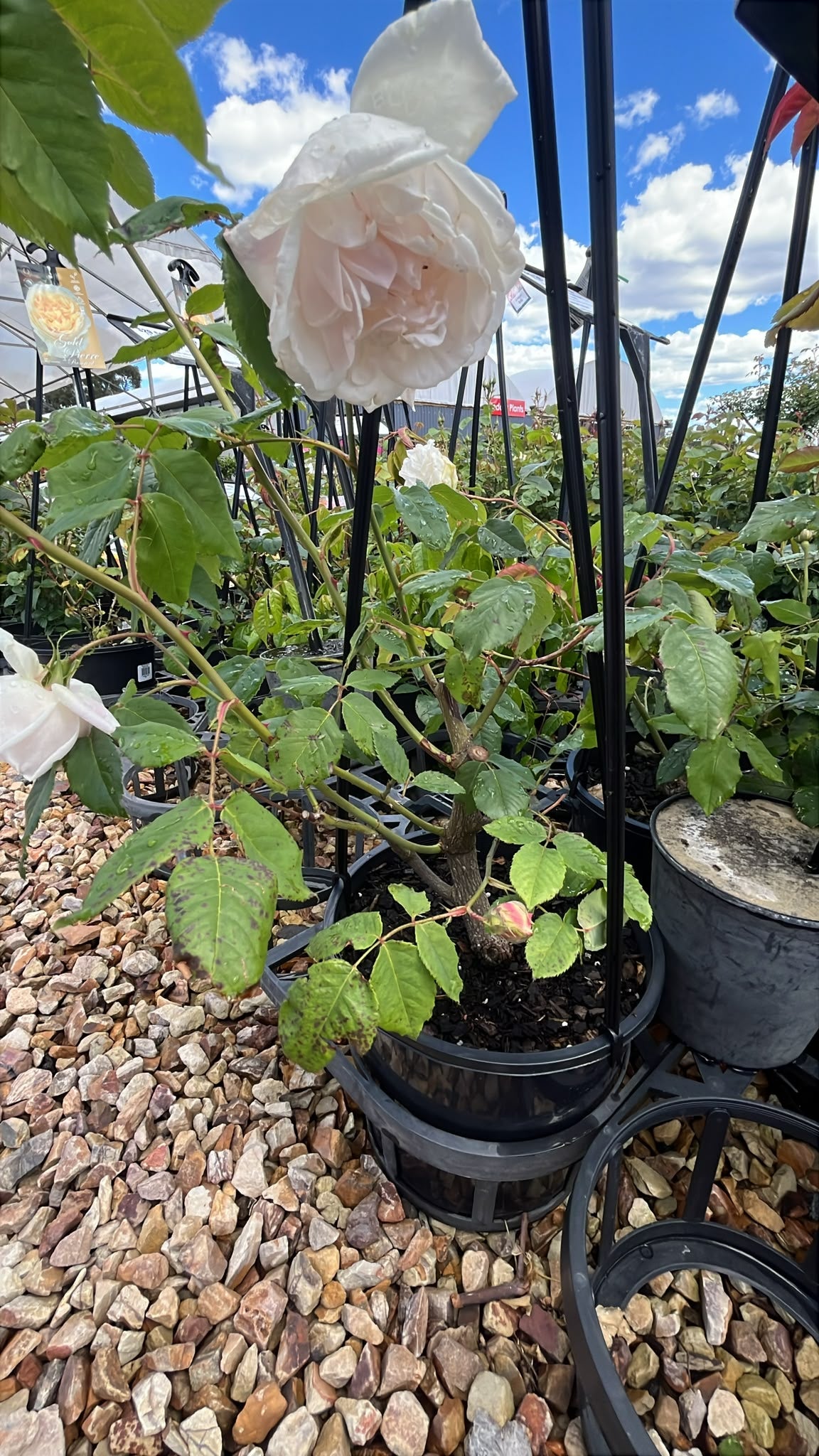PL0196 Heritage Rose, Climbing Rose, Rosa Madame Alfred Carriere, 藤本月季, 20 cm Pot