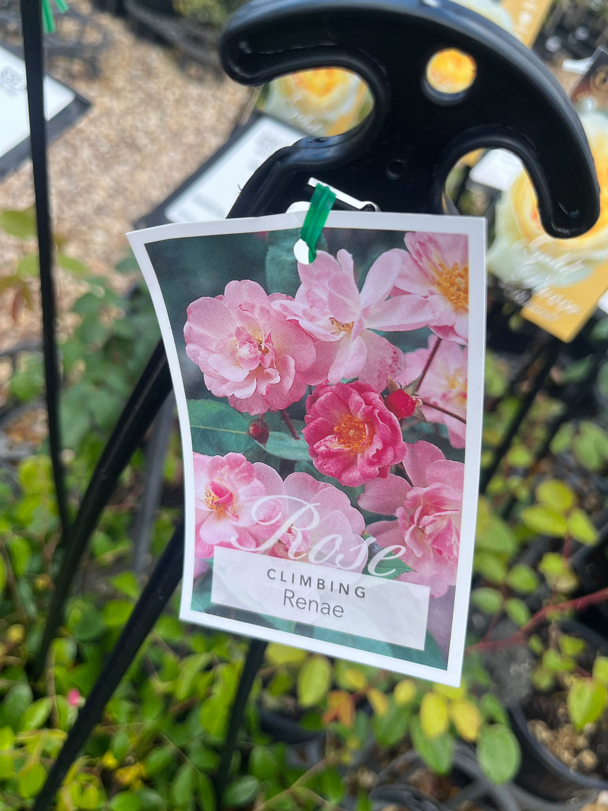 PL0197 Climbing Rose, Rosa Renae, 藤本月季, 20 cm Pot