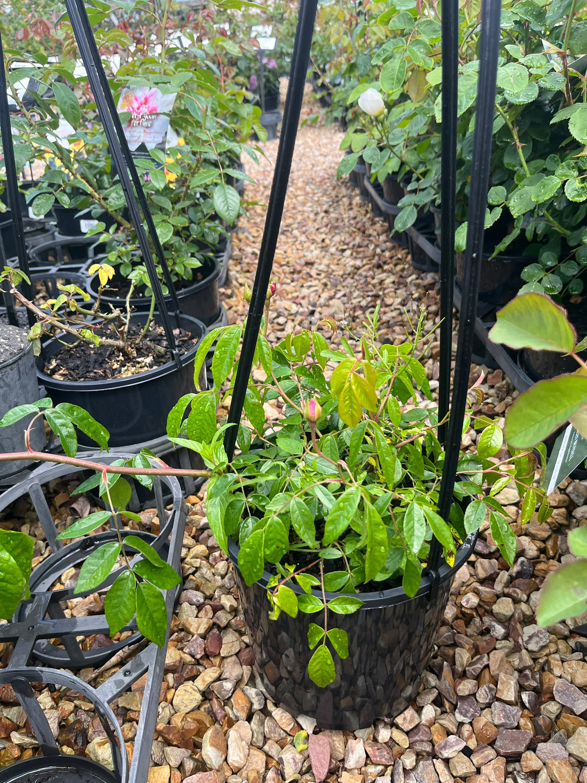 PL0197 Climbing Rose, Rosa Renae, 藤本月季, 20 cm Pot