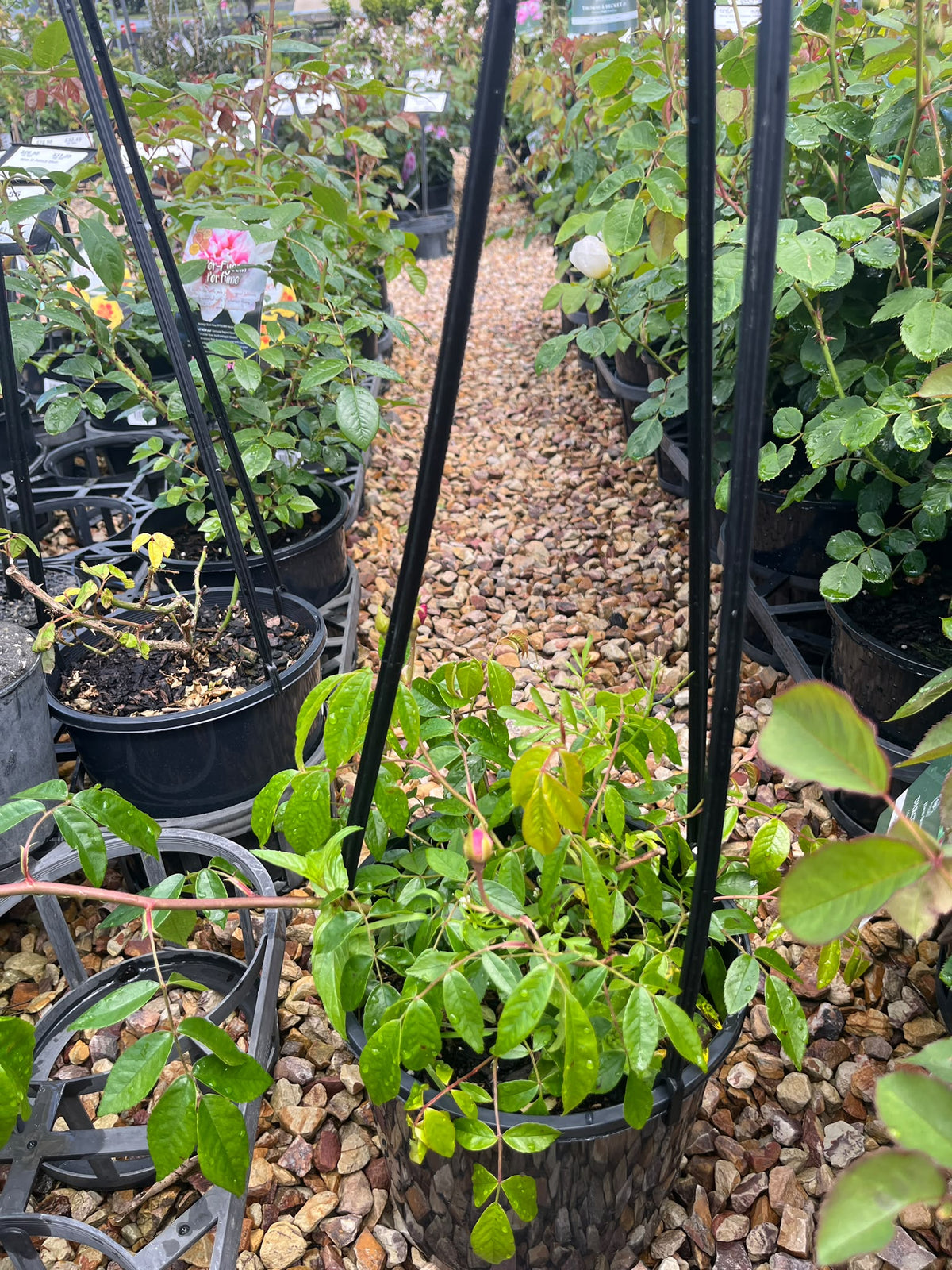 PL0197 Climbing Rose, Rosa Renae, 藤本月季, 20 cm Pot