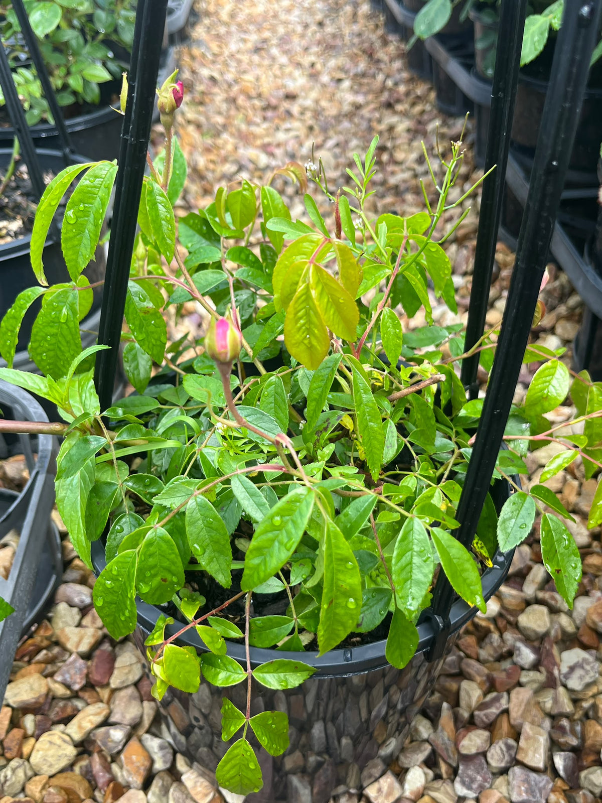 PL0197 Climbing Rose, Rosa Renae, 藤本月季, 20 cm Pot