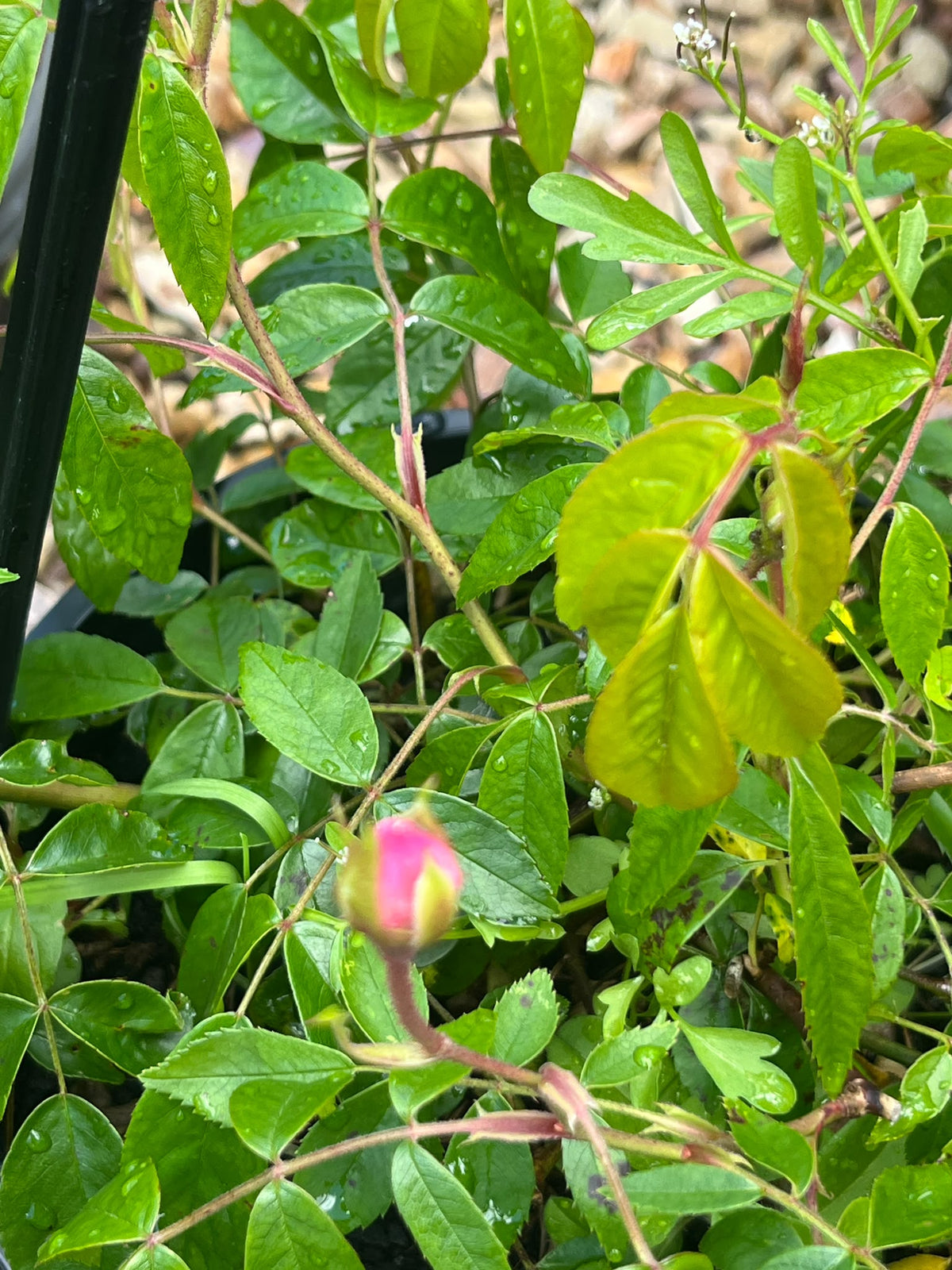 PL0197 Climbing Rose, Rosa Renae, 藤本月季, 20 cm Pot