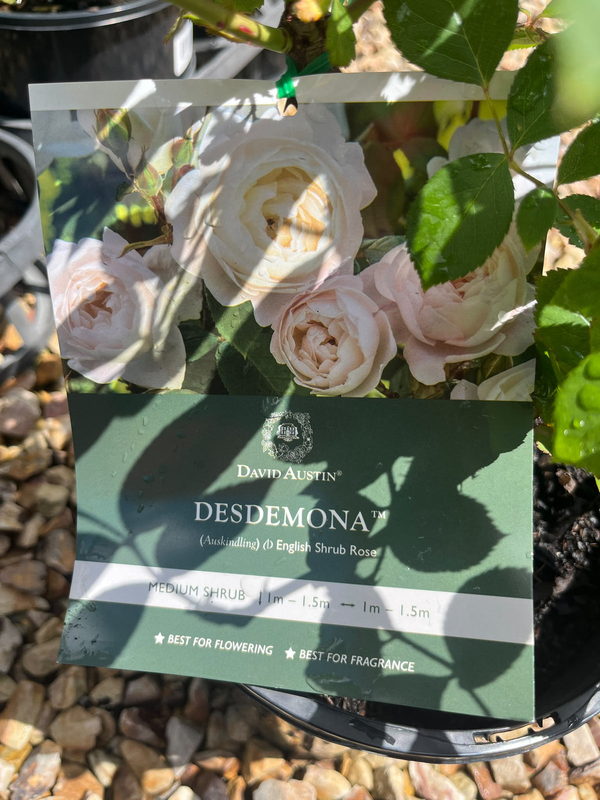 PL0198 David Austin Rose, Old English Rose, Rosa Desdemona, 英式月季, 20 cm Pot