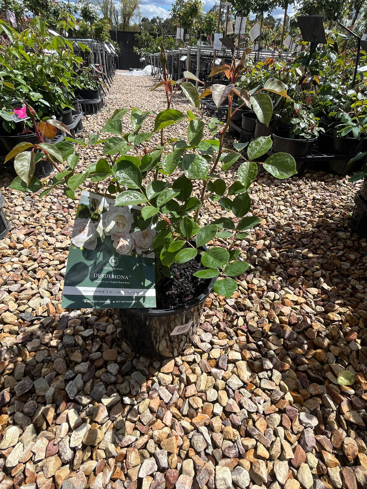 PL0198 David Austin Rose, Old English Rose, Rosa Desdemona, 英式月季, 20 cm Pot
