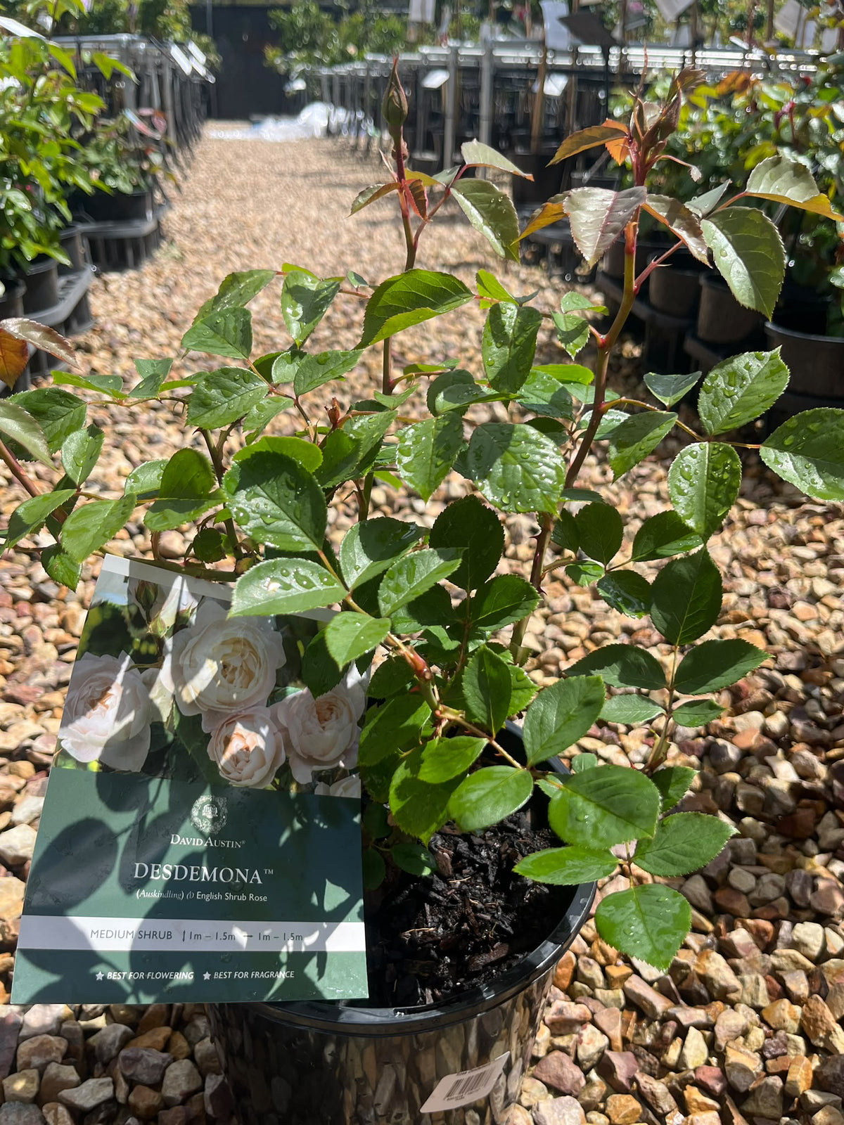 PL0198 David Austin Rose, Old English Rose, Rosa Desdemona, 英式月季, 20 cm Pot