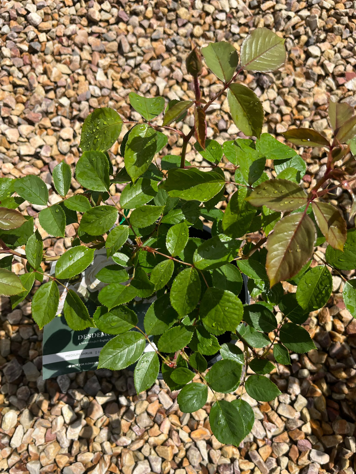 PL0198 David Austin Rose, Old English Rose, Rosa Desdemona, 英式月季, 20 cm Pot