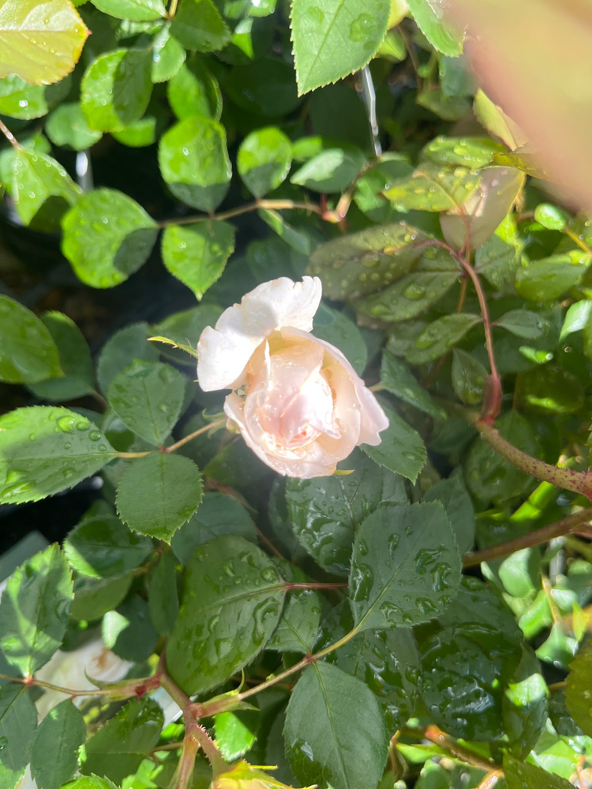 PL0198 David Austin Rose, Old English Rose, Rosa Desdemona, 英式月季, 20 cm Pot