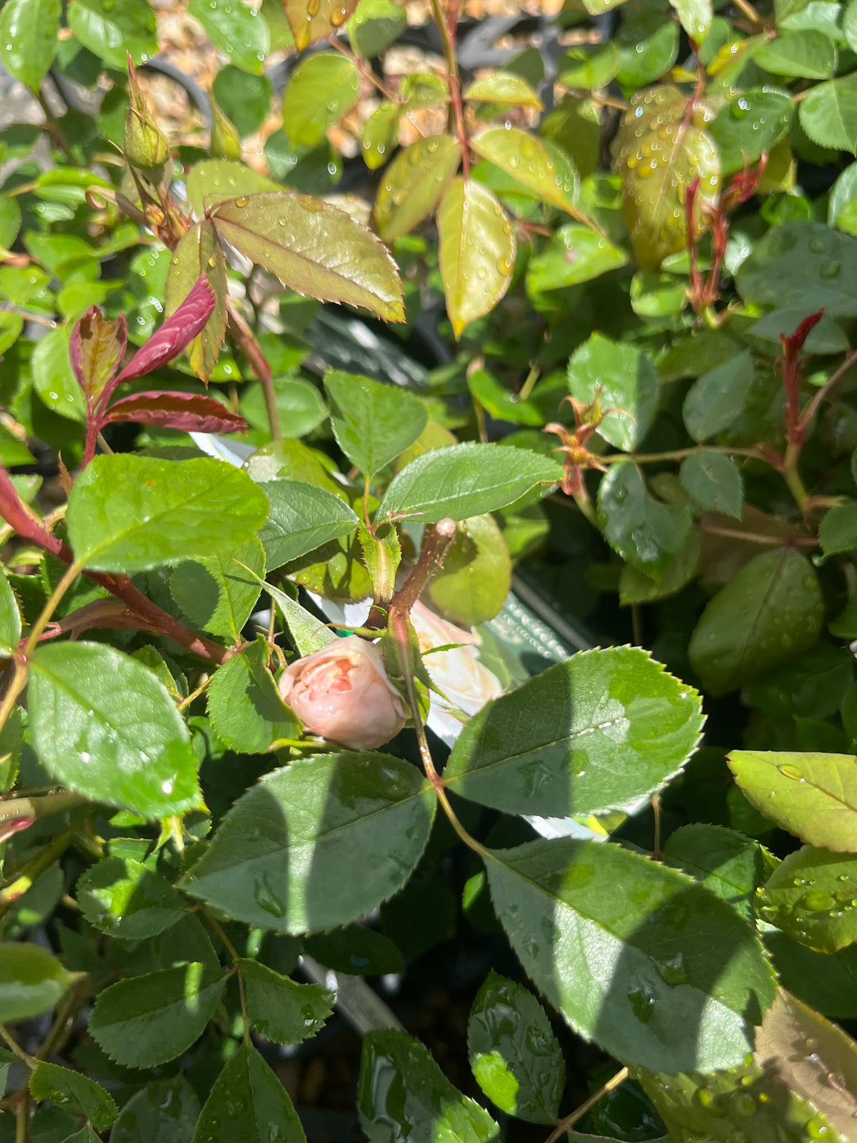 PL0198 David Austin Rose, Old English Rose, Rosa Desdemona, 英式月季, 20 cm Pot