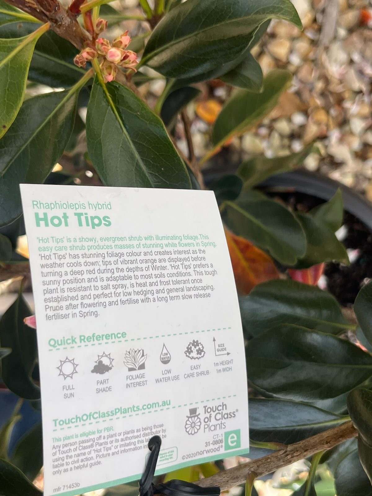 PL0199 Indian Hawthorn, Rhaphiolepis rosiflora Hot Tips, 石斑木, 30 cm Pot