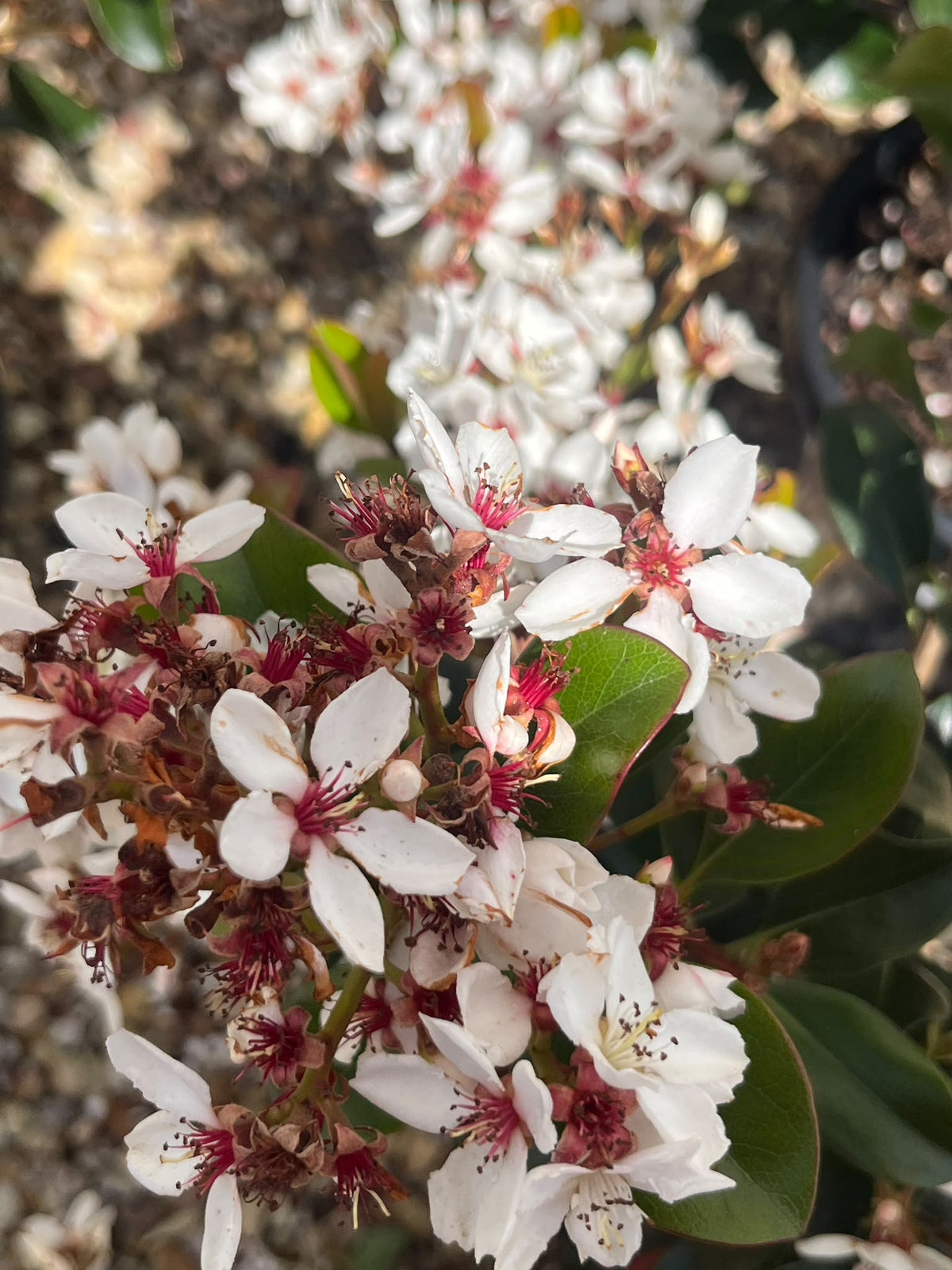 PL0199 Indian Hawthorn, Rhaphiolepis rosiflora Hot Tips, 石斑木, 30 cm Pot