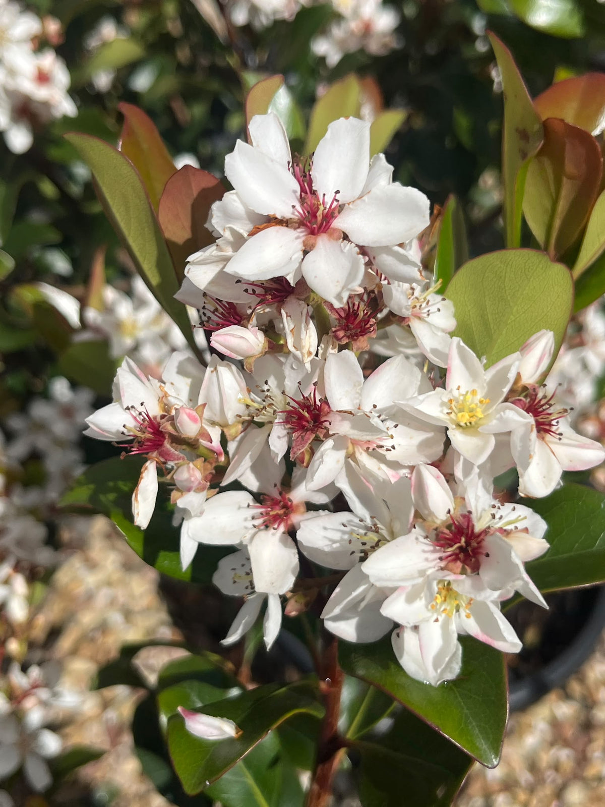 PL0199 Indian Hawthorn, Rhaphiolepis rosiflora Hot Tips, 石斑木, 30 cm Pot