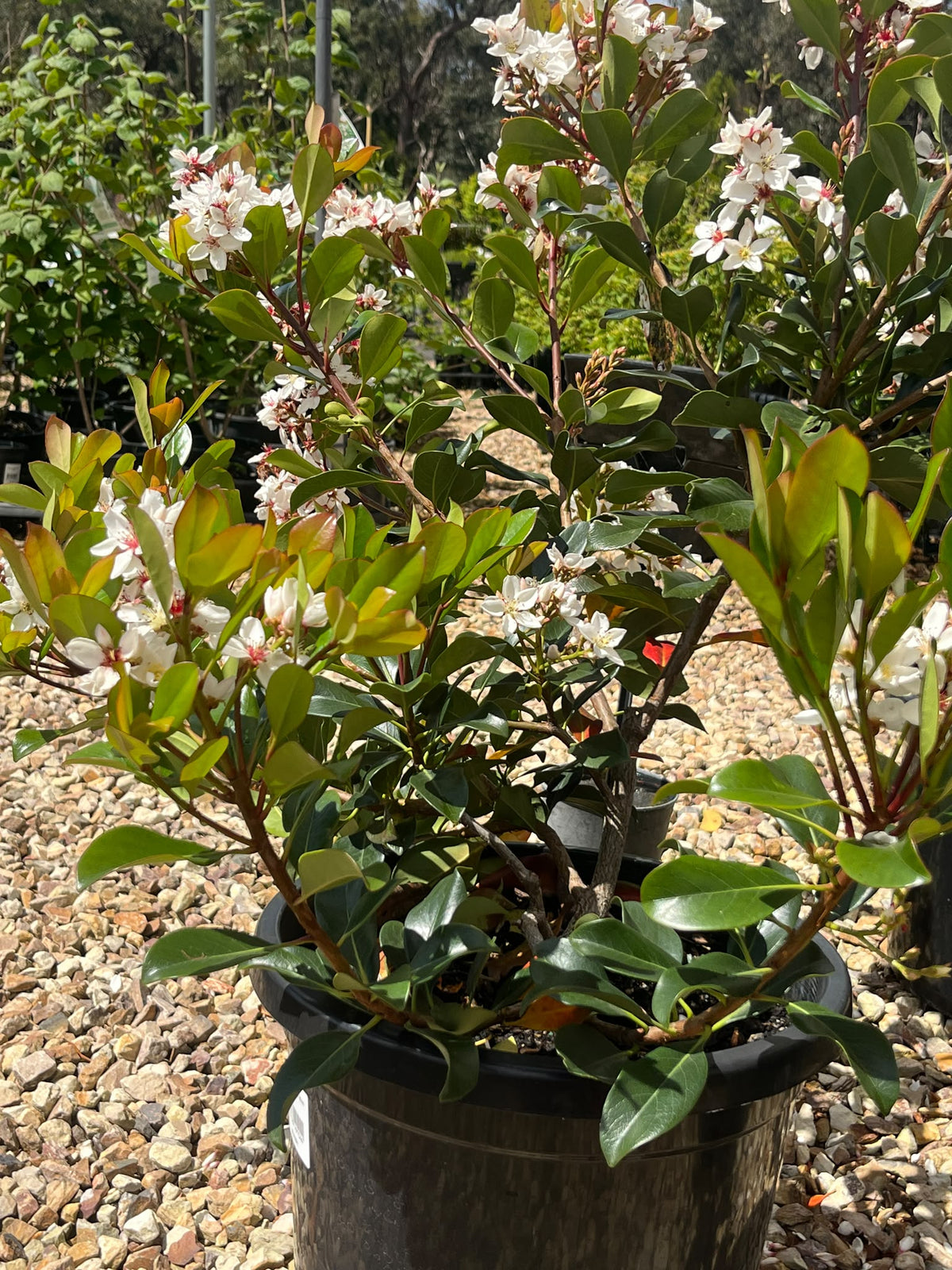 PL0199 Indian Hawthorn, Rhaphiolepis rosiflora Hot Tips, 石斑木, 30 cm Pot