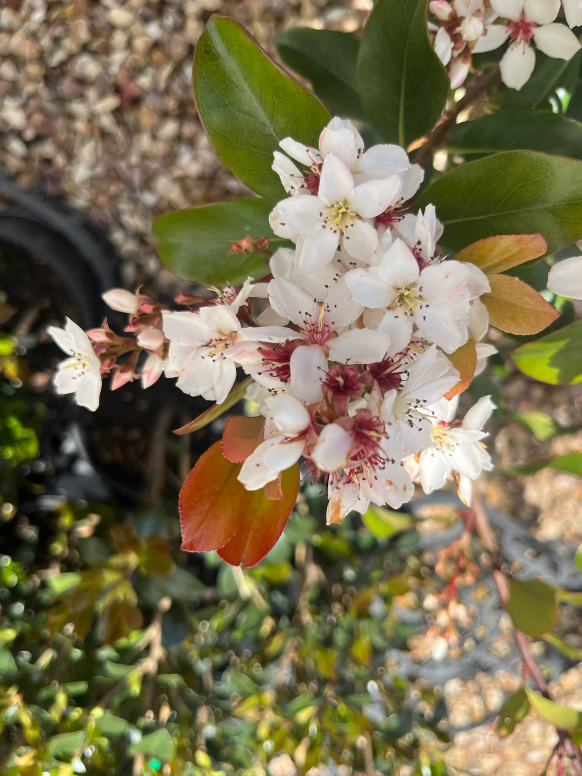 PL0199 Indian Hawthorn, Rhaphiolepis rosiflora Hot Tips, 石斑木, 30 cm Pot
