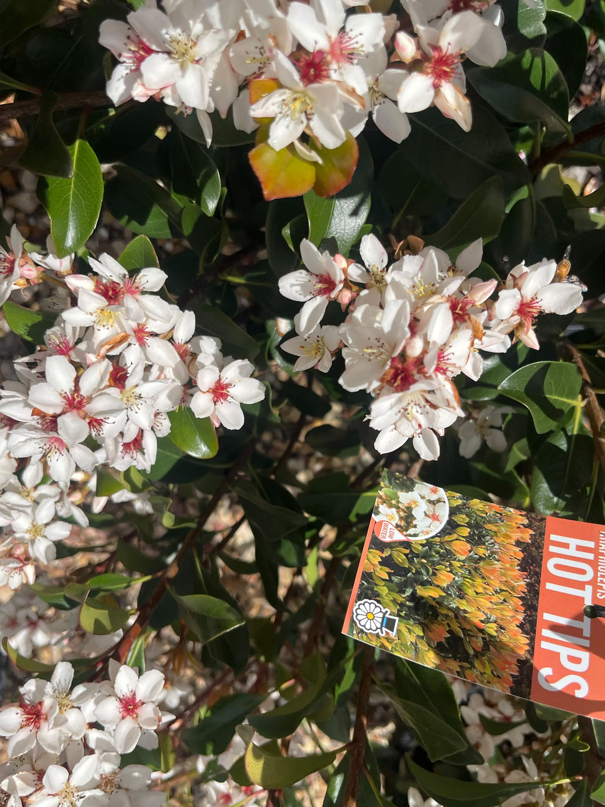 PL0199 Indian Hawthorn, Rhaphiolepis rosiflora Hot Tips, 石斑木, 30 cm Pot