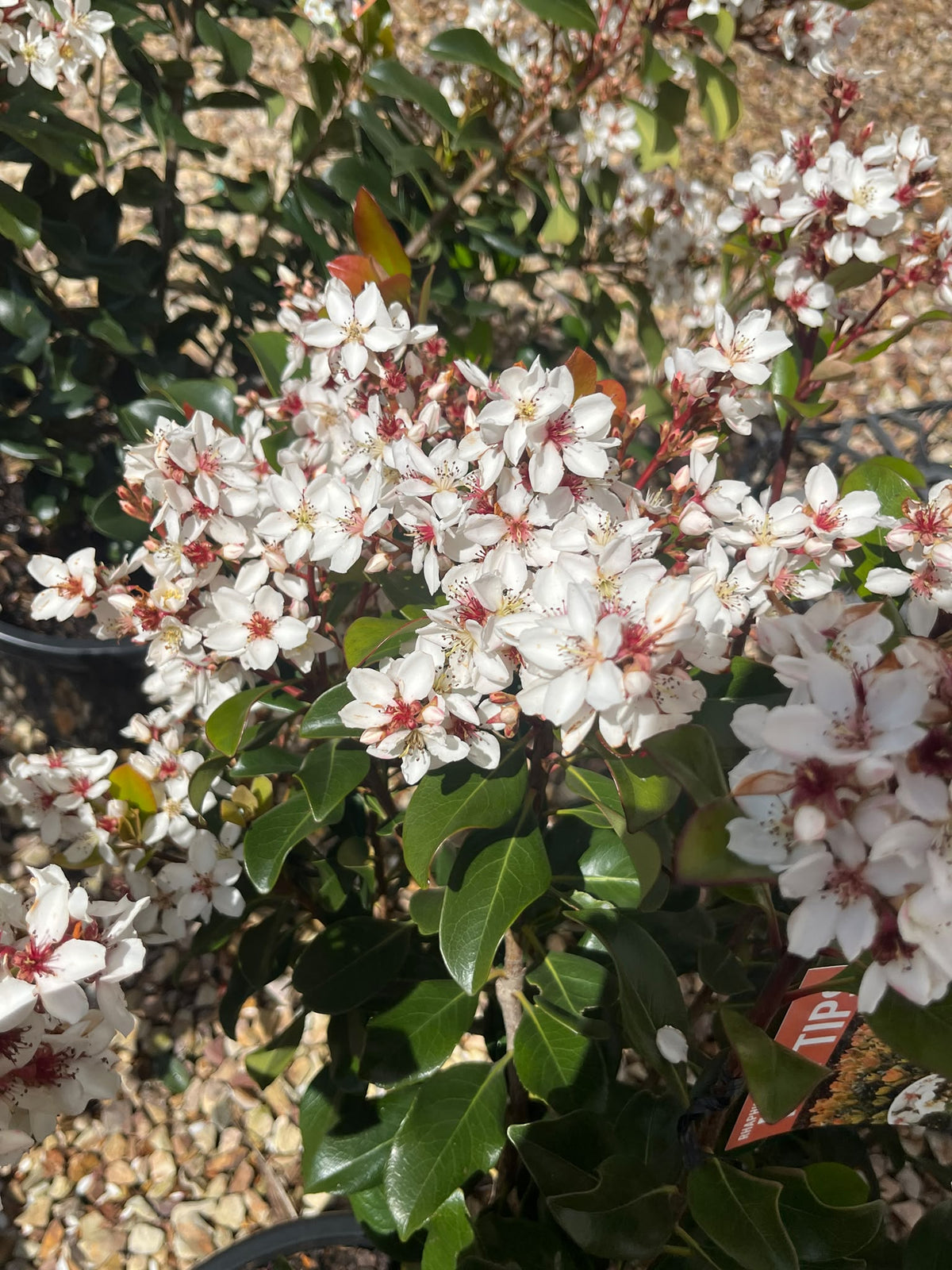 PL0199 Indian Hawthorn, Rhaphiolepis rosiflora Hot Tips, 石斑木, 30 cm Pot