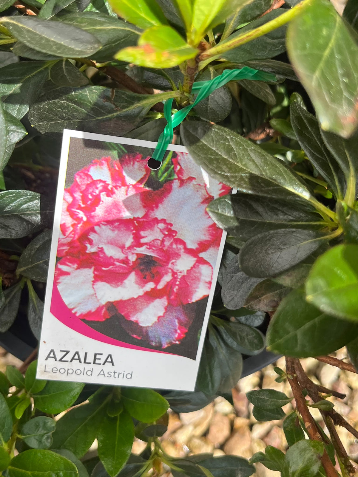 PL0200 Rhododendron, Azalea hybrida Leopold Astrid, 杜鹃花, 25 cm Pot