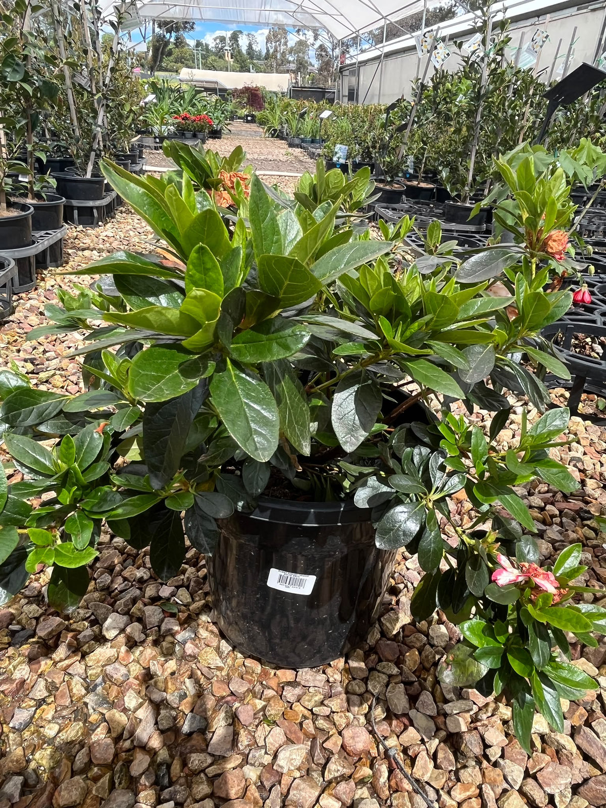 PL0200 Rhododendron, Azalea hybrida Leopold Astrid, 杜鹃花, 25 cm Pot