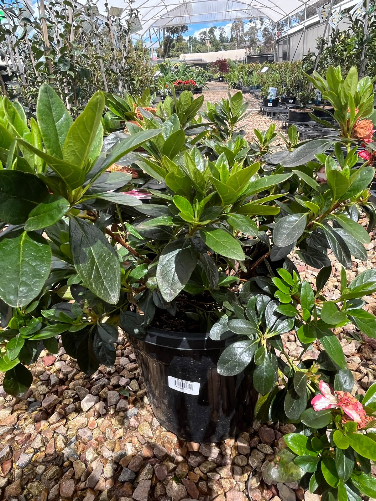 PL0200 Rhododendron, Azalea hybrida Leopold Astrid, 杜鹃花, 25 cm Pot