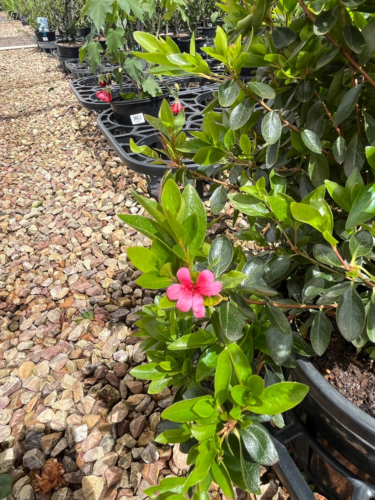 PL0200 Rhododendron, Azalea hybrida Leopold Astrid, 杜鹃花, 25 cm Pot
