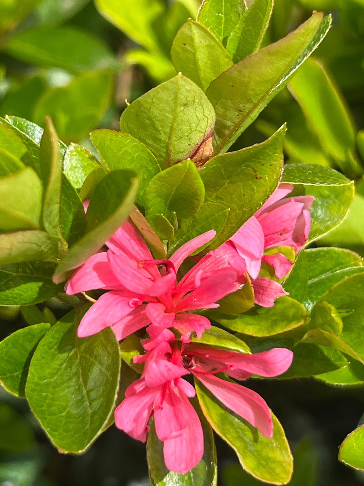 PL0200 Rhododendron, Azalea hybrida Leopold Astrid, 杜鹃花, 25 cm Pot