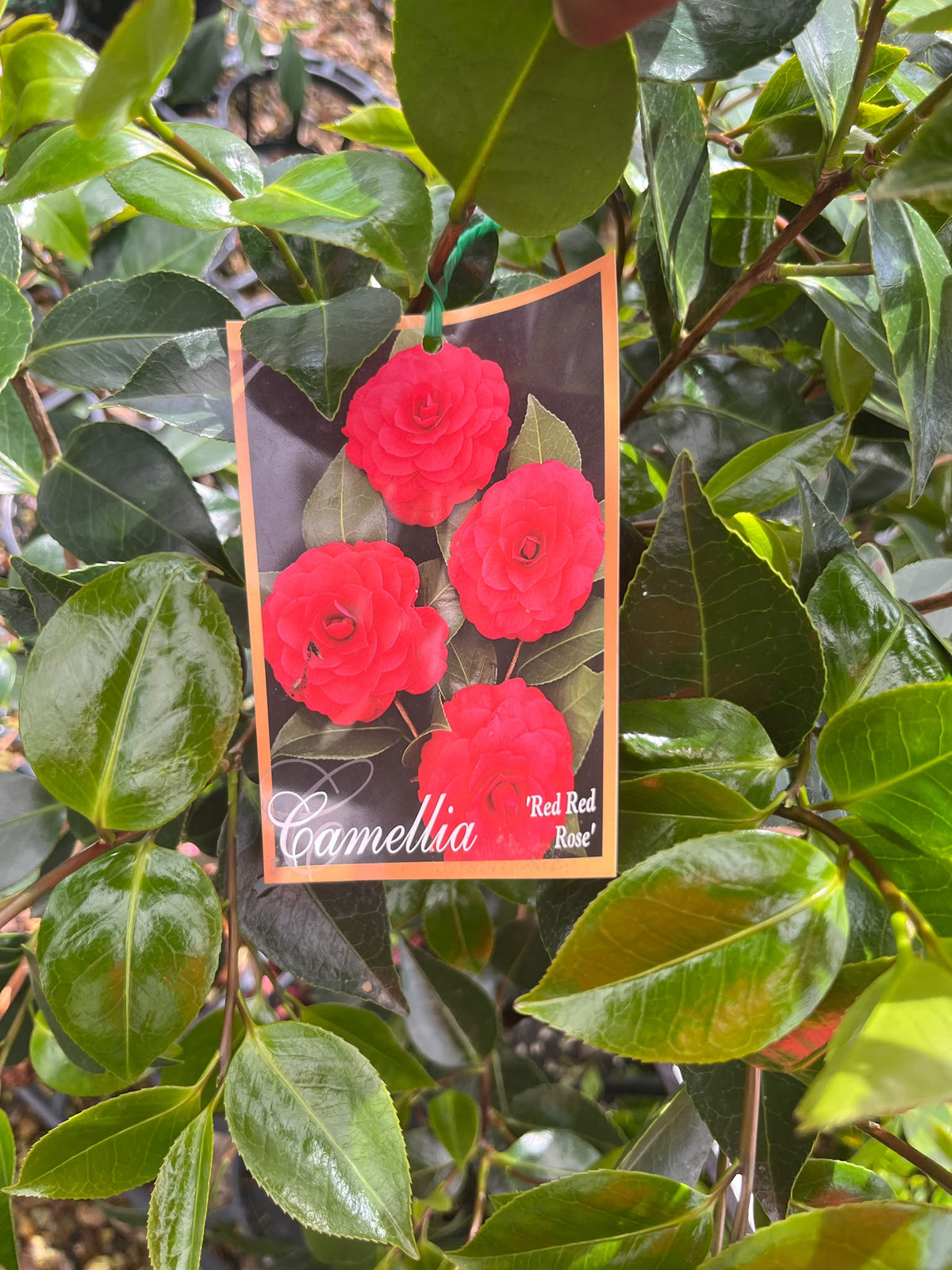 PL0201 Japanese Camellia, Common Camellia, Camellia japonica Red Red Rose, 山茶, 25 cm Pot