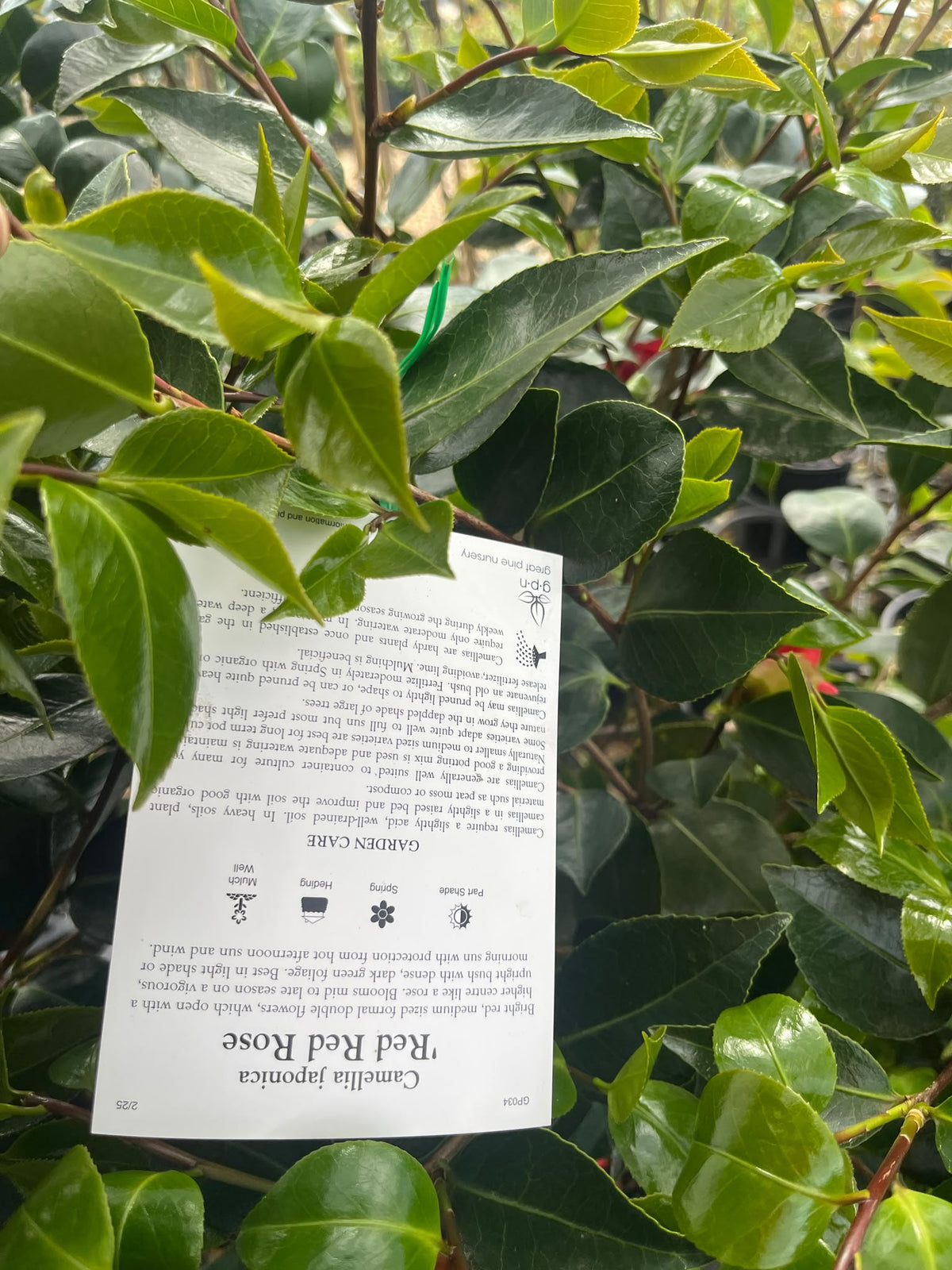 PL0201 Japanese Camellia, Common Camellia, Camellia japonica Red Red Rose, 山茶, 25 cm Pot