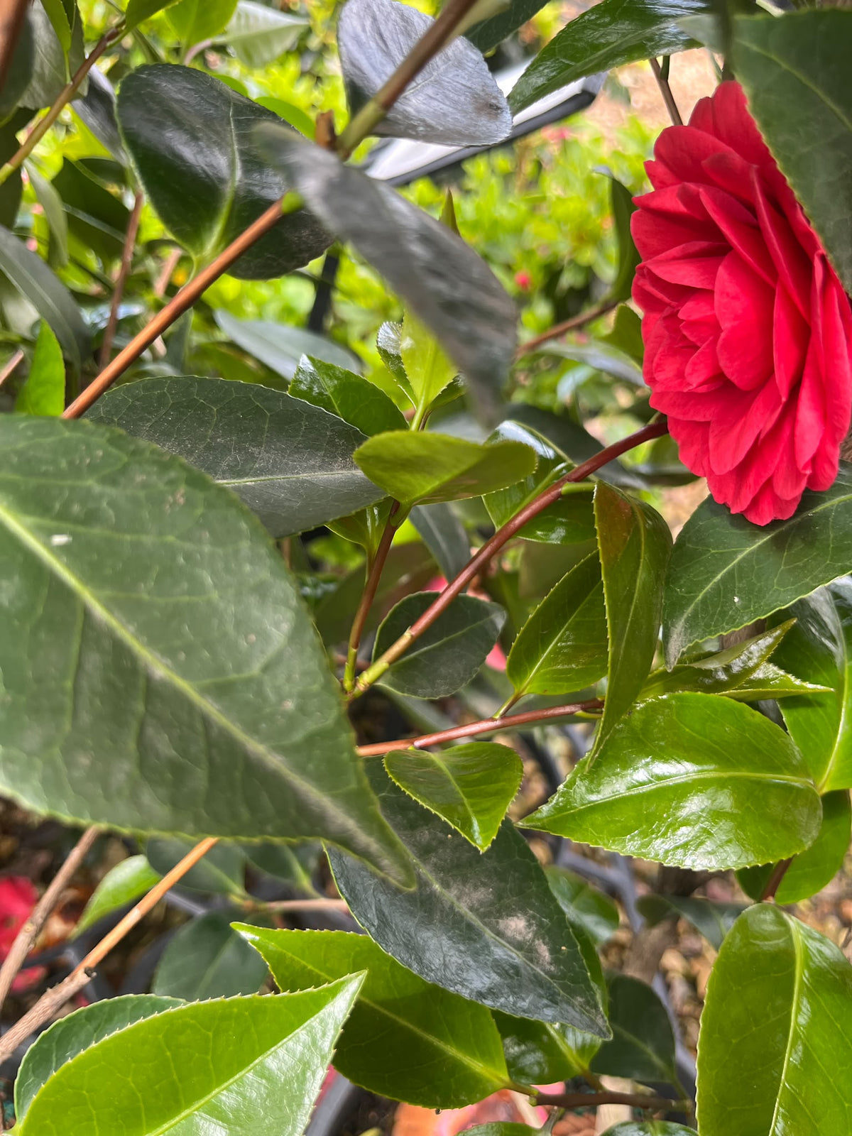 PL0201 Japanese Camellia, Common Camellia, Camellia japonica Red Red Rose, 山茶, 25 cm Pot