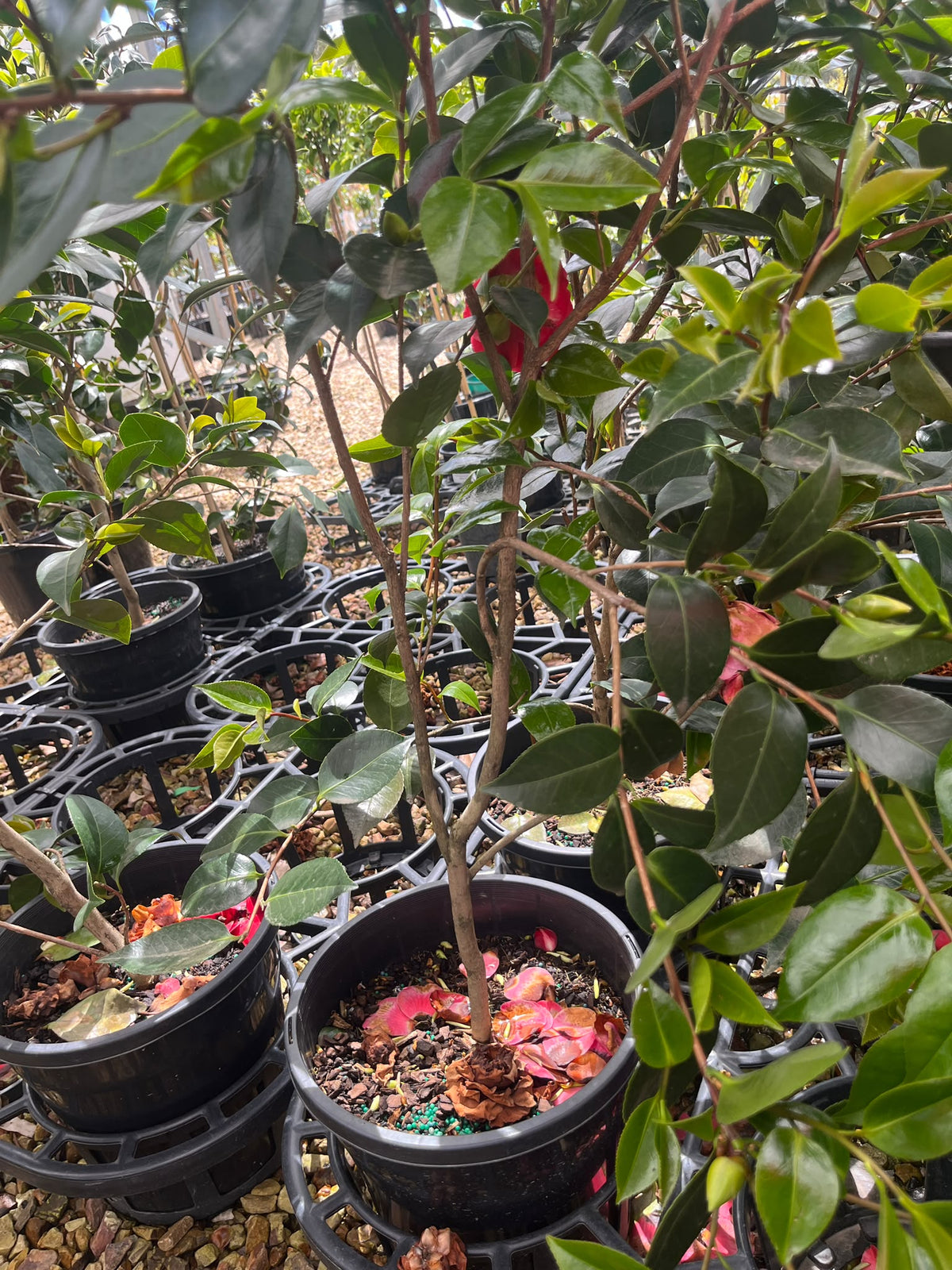PL0201 Japanese Camellia, Common Camellia, Camellia japonica Red Red Rose, 山茶, 25 cm Pot