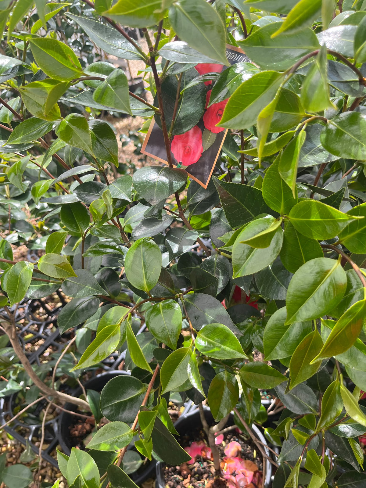 PL0201 Japanese Camellia, Common Camellia, Camellia japonica Red Red Rose, 山茶, 25 cm Pot