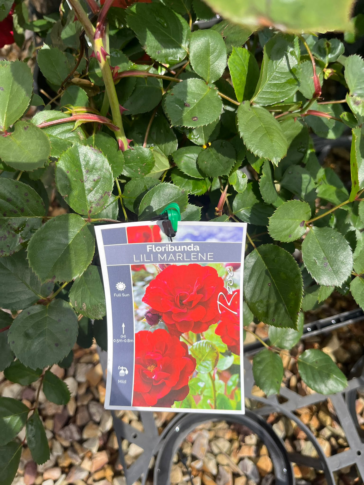 PL0202 Floribunda Rose, Rosa Lili Marlene, 丰花月季, 20 cm Pot