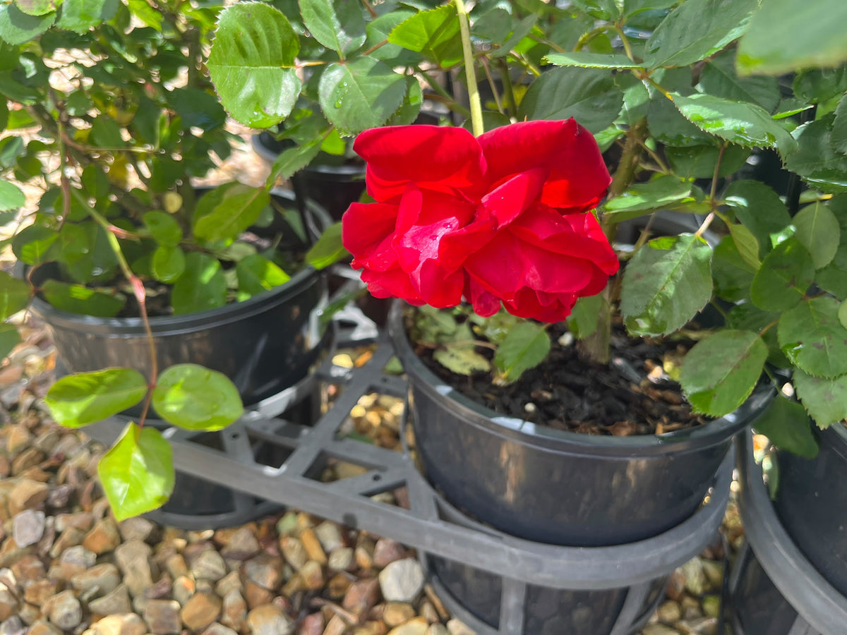 PL0202 Floribunda Rose, Rosa Lili Marlene, 丰花月季, 20 cm Pot