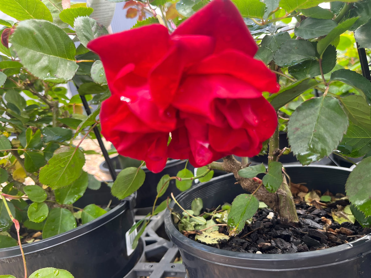 PL0202 Floribunda Rose, Rosa Lili Marlene, 丰花月季, 20 cm Pot