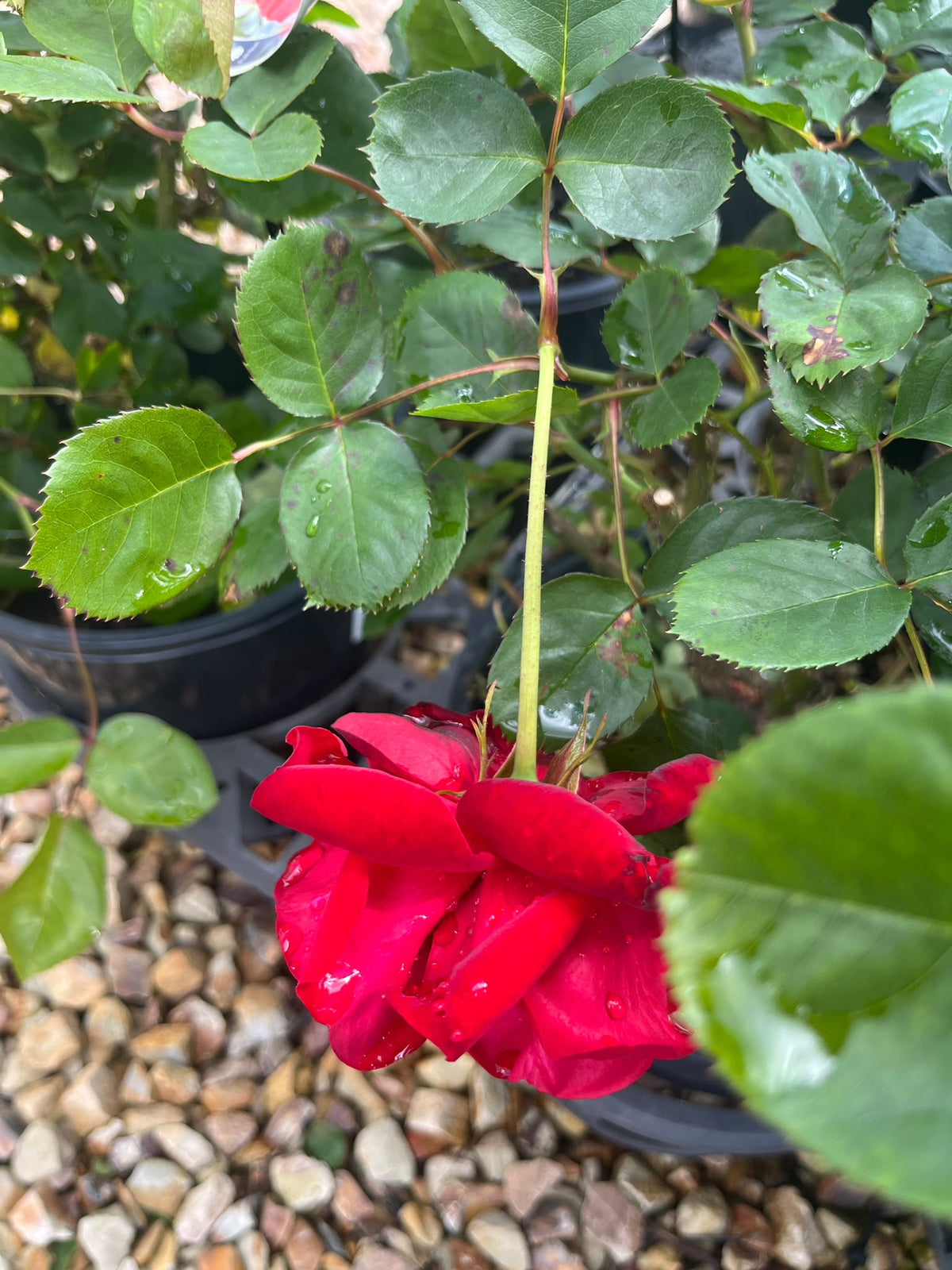PL0202 Floribunda Rose, Rosa Lili Marlene, 丰花月季, 20 cm Pot