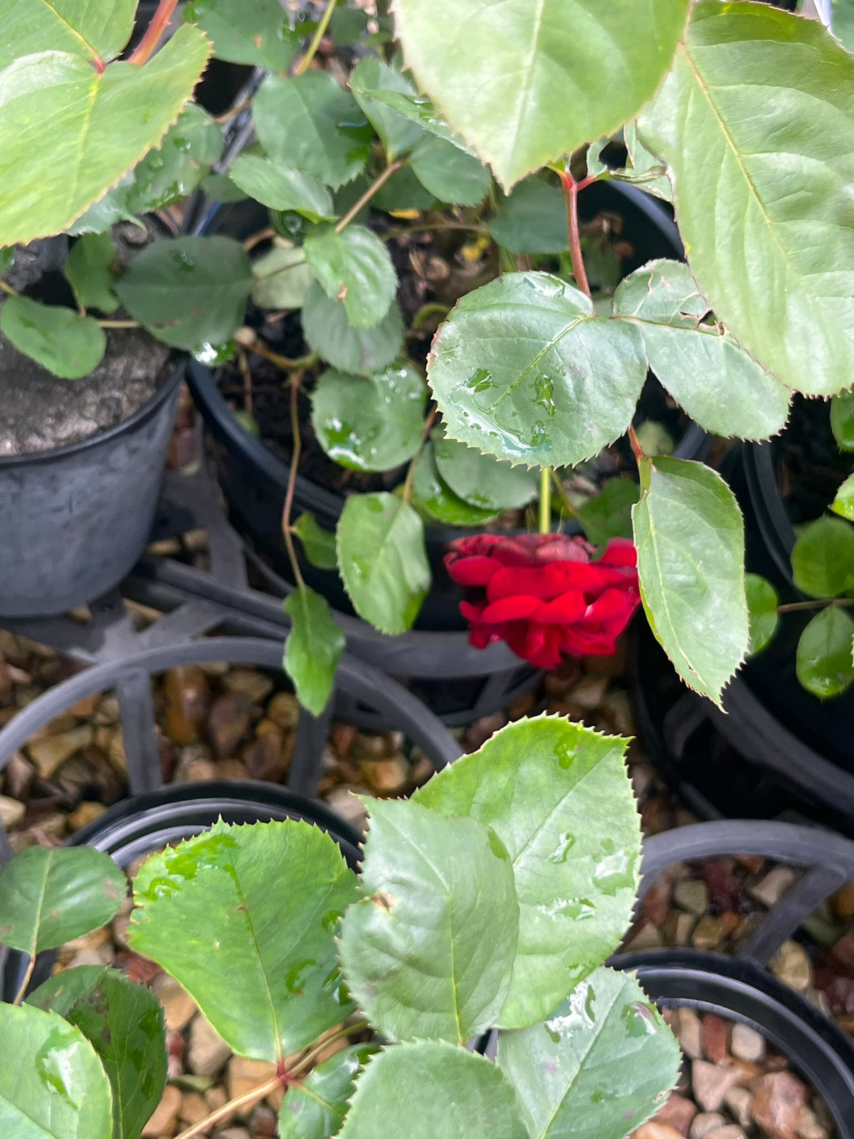 PL0202 Floribunda Rose, Rosa Lili Marlene, 丰花月季, 20 cm Pot