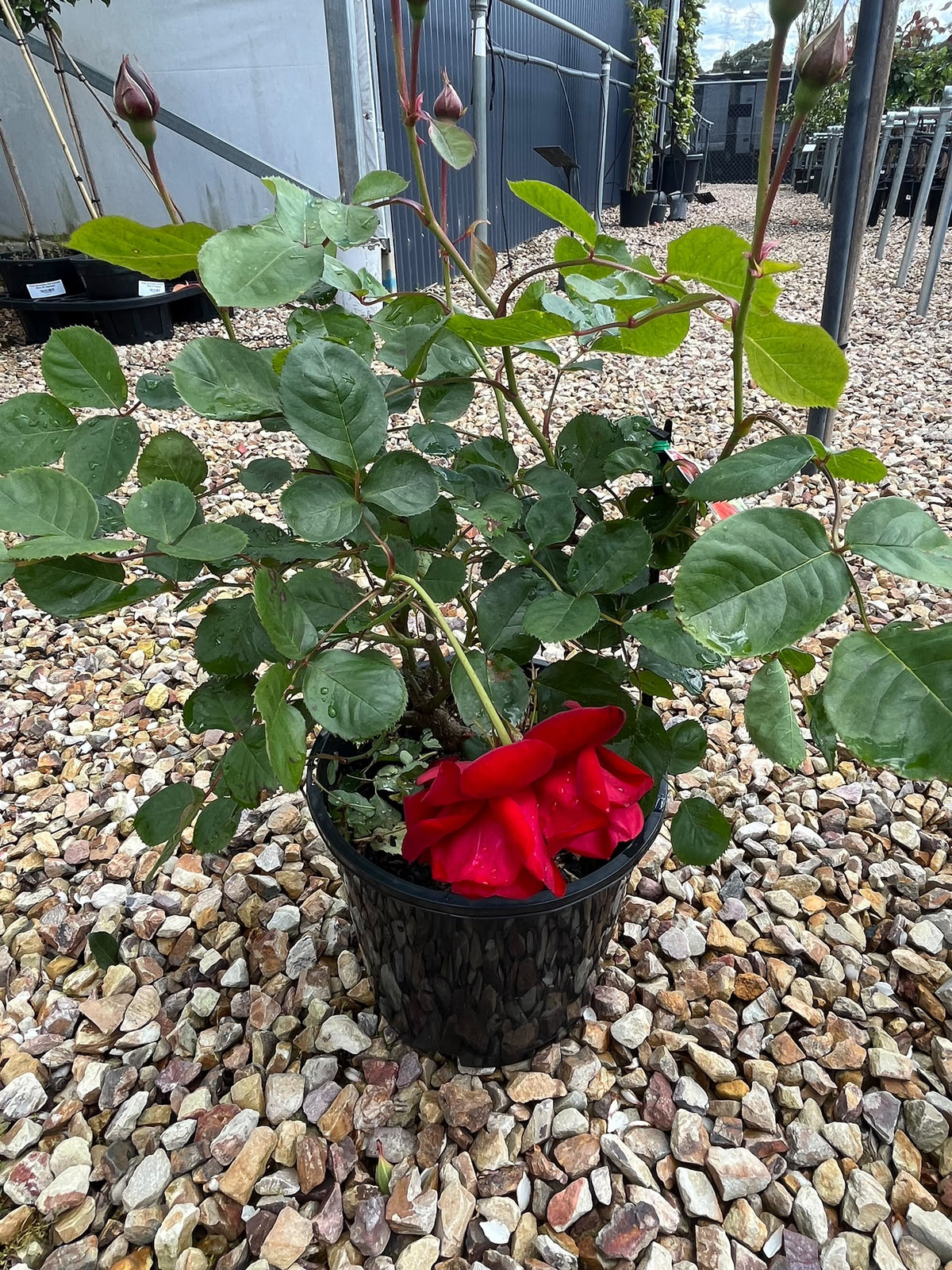 PL0202 Floribunda Rose, Rosa Lili Marlene, 丰花月季, 20 cm Pot