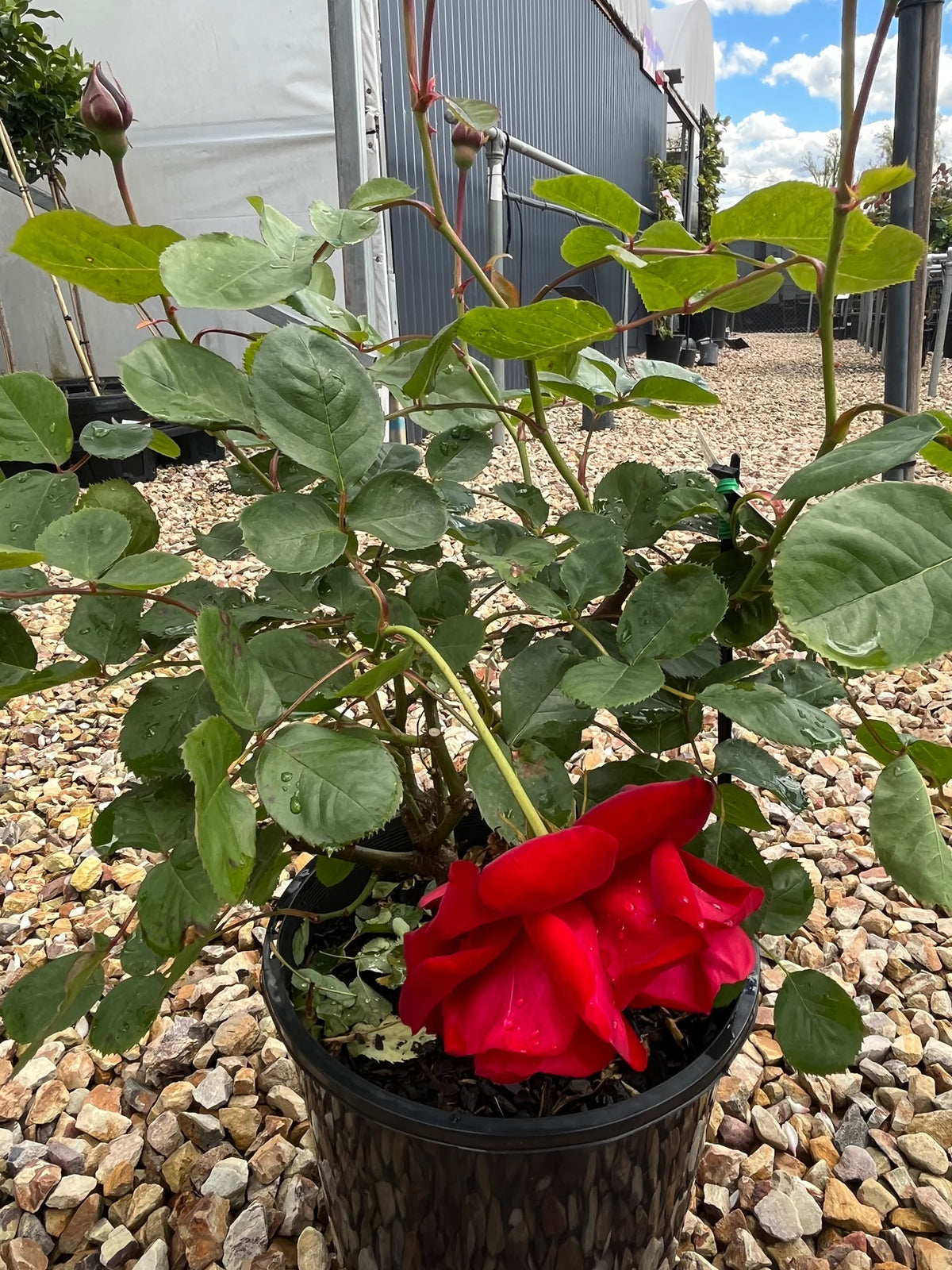 PL0202 Floribunda Rose, Rosa Lili Marlene, 丰花月季, 20 cm Pot