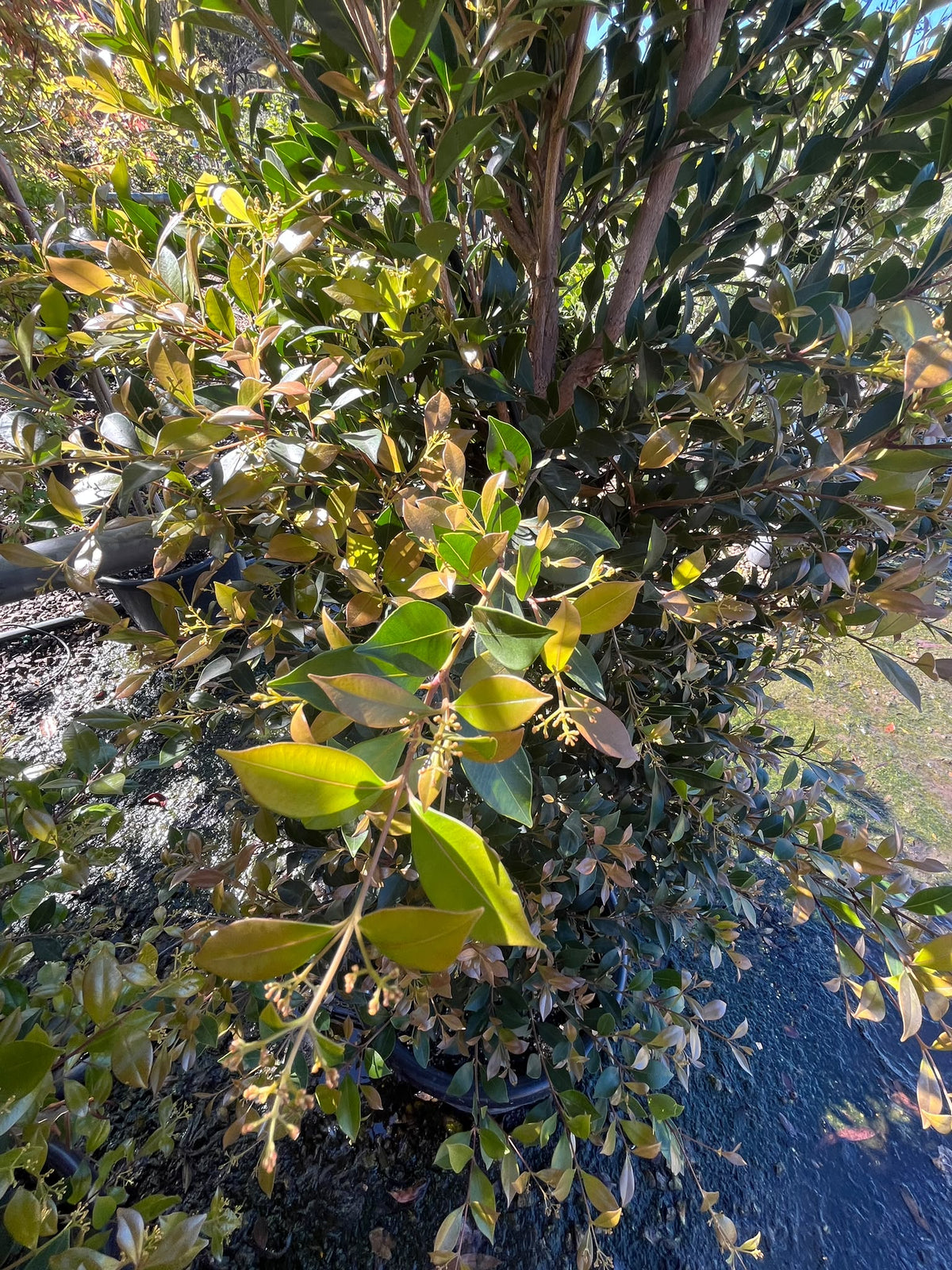 PL0120 Lilly Pilly, Acmena smithii Green Screen, 澳洲蒲桃, 40 cm Standard Pot