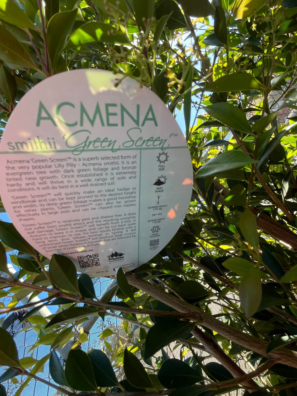 PL0120 Lilly Pilly, Acmena smithii Green Screen, 澳洲蒲桃, 40 cm Standard Pot