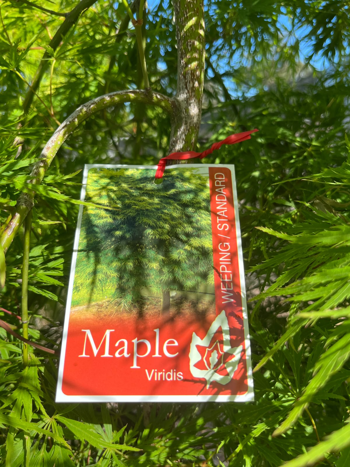 PL0121 Weeping Japanese Maple, Acer palmatum Dissectum Viridis, 垂枝日本枫, 40 cm Pot